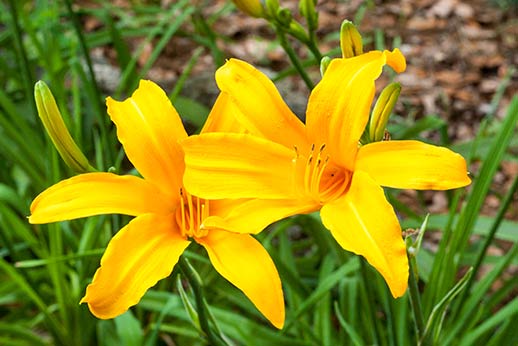 Close-up picture of green grass
